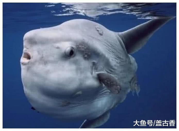 这种生物天生不怕死，遇上强敌也淡定从容，活不到成年就会被吃掉