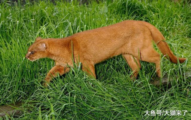 地球上最丑的貓科動物：眼小腿短皮毛粗糙，長得像黃鼠狼