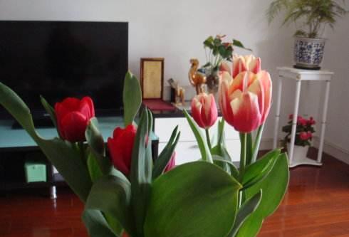 客厅不能乱养“花”，这种花被称为“破财花”，再好看也不要养