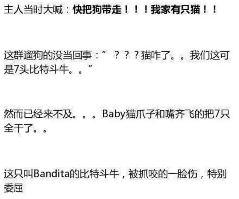 猫界一霸勇斗7头比特, 两只送进医院, 汪伤痕累累