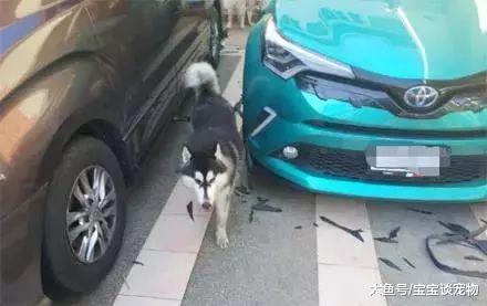 新车被二哈围观后惨死，世界瞬间乱套了...