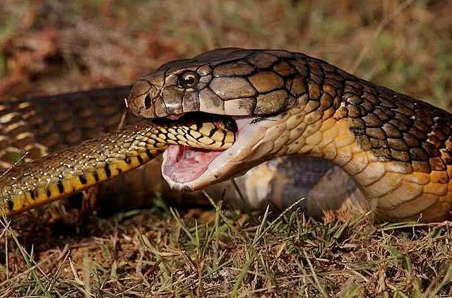 公眼镜王蛇看中母蛇，却发现对方已有孕，随后做出的事情令人意外