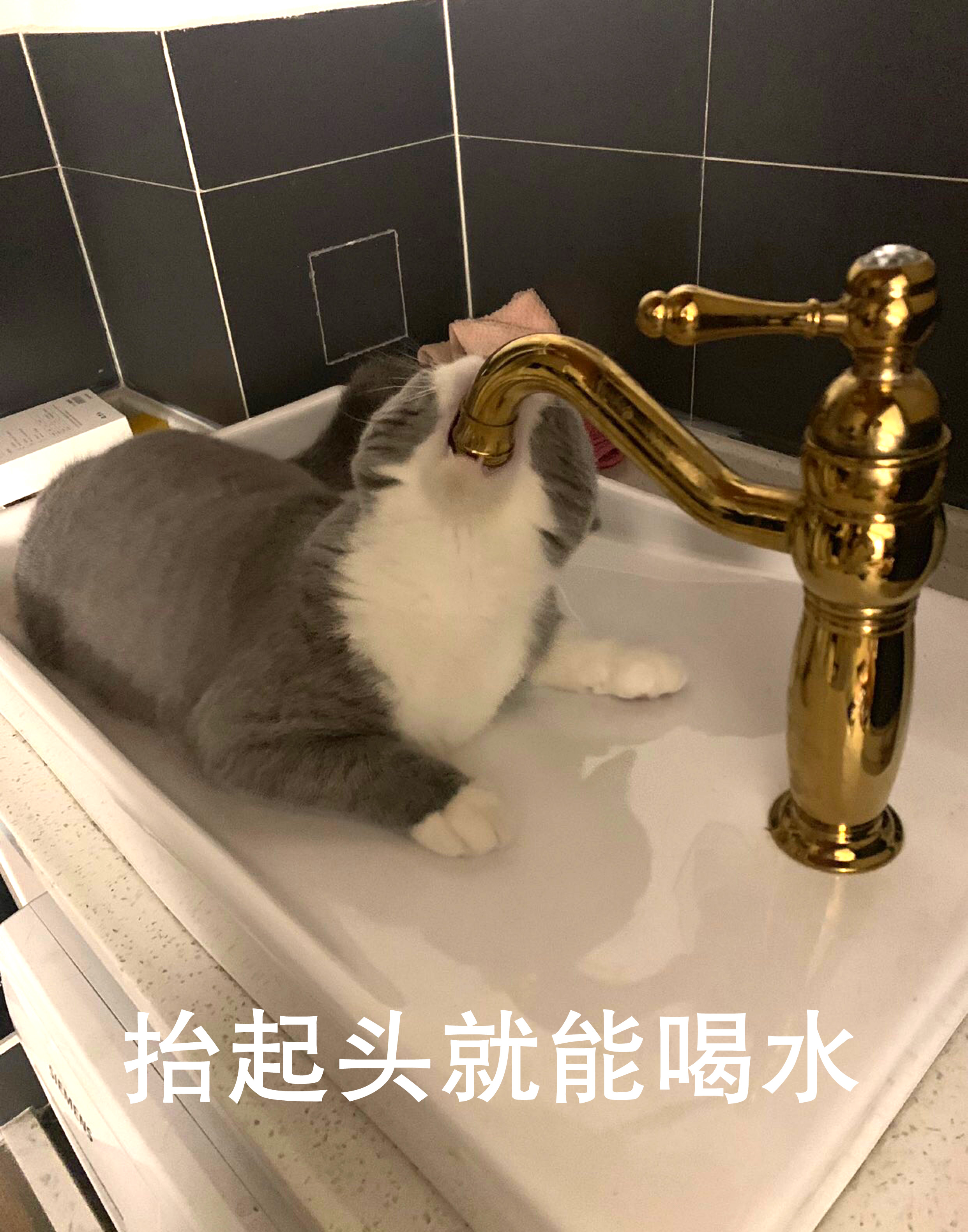 猫咪想喝水龙头里的水！结果……这姿势太奇葩了，哈哈哈笑喷