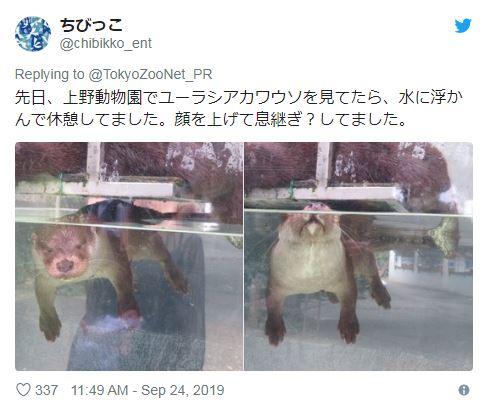 动物园里水獭飘浮，这该不会是死了吧！真相揭开游客真是瞎担心