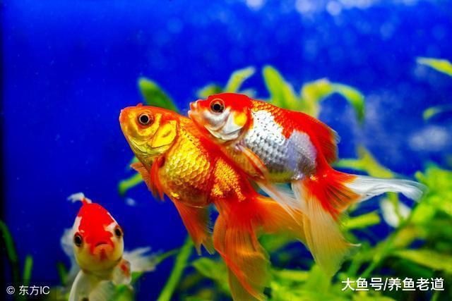 在觀賞魚的飼養過程中，遇到以下意外情況我們要去適當換水！