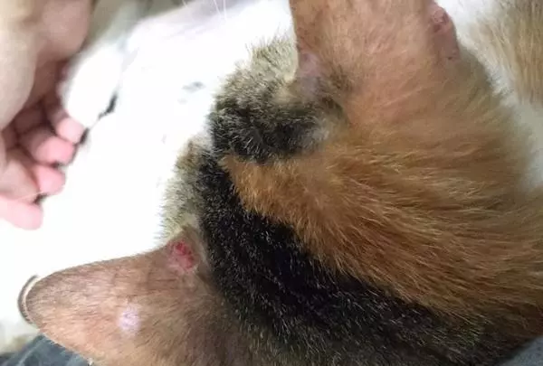 三花猫遭退养自残拔毛，生无可恋的它决定等死！