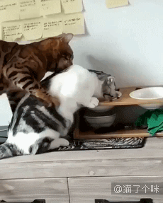 小铲屎官撸猫，被主子挠了一次以后……