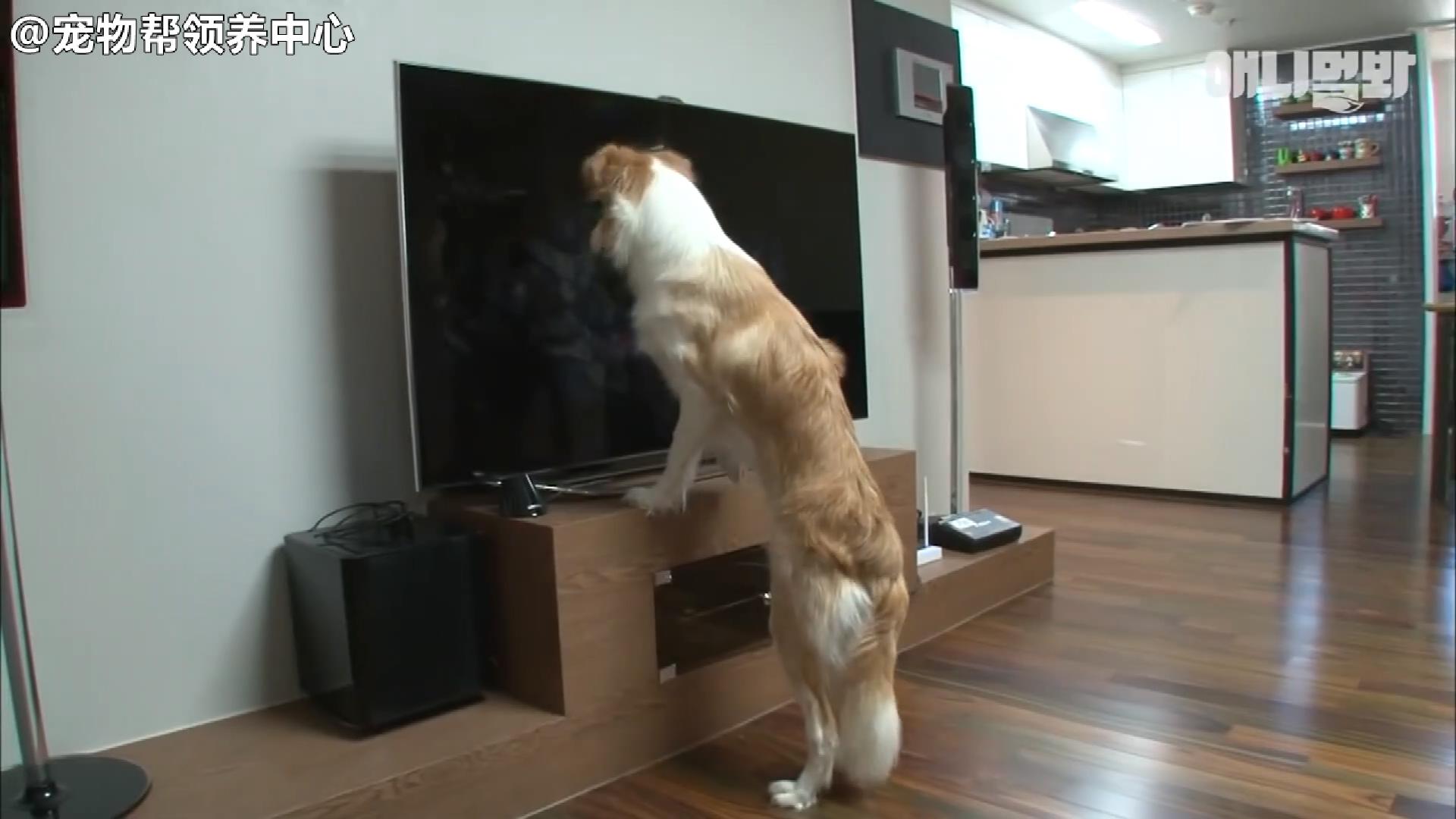 边牧追剧成瘾，为了避免它近视，铲屎官想出了这样一个办法...