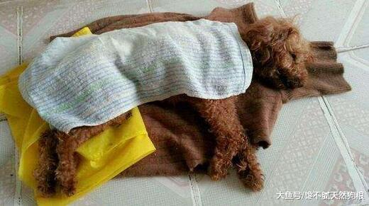5大饲养误区: 为了泰迪犬健康, 请花两分钟看完!