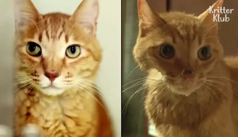 因为爱，这只橘猫爆瘦成一道闪电