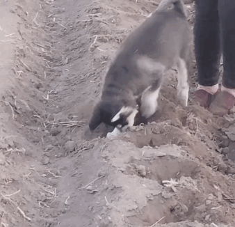 养狗只服农村老爷爷，他能把拆家的哈士奇养成田园犬，你能做到吗