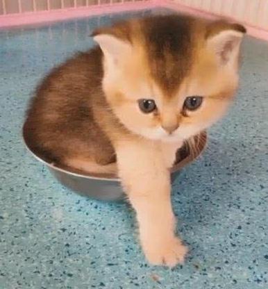 小奶猫看到饭盆就躺里面, 小猫还虎头虎脑的看着一脸无奈的主人