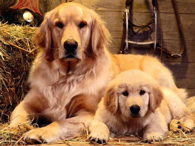 挑选金毛犬的“4点”基本常识，大暖男，别挑错了
