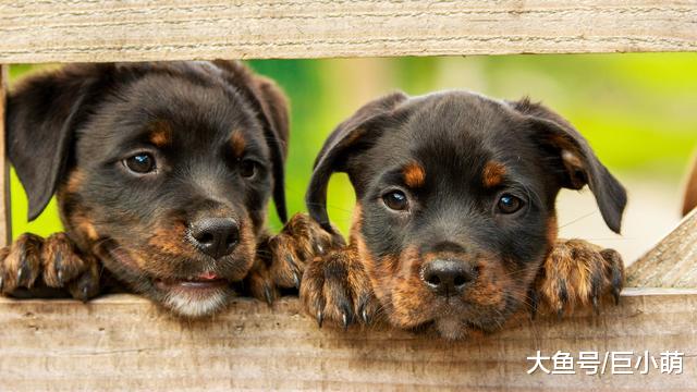 忠诚而强壮的罗威纳，为何成为欧美最受欢迎的犬种，它有什么特别