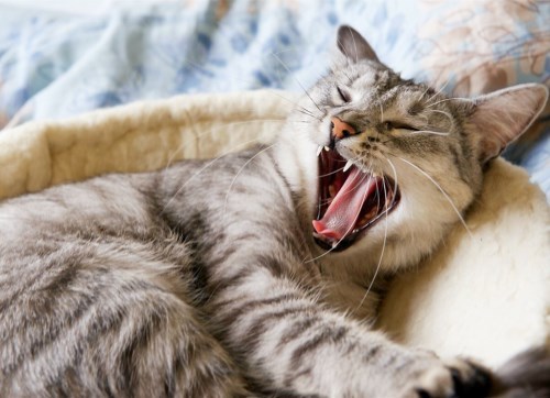 为什么人模仿猫咪叫声，猫咪会有回应？难道只是本能反应？