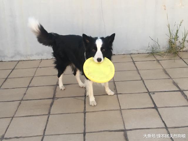 养边牧，对于铲屎官来说是一项斗智斗勇、有锻炼的挑战！