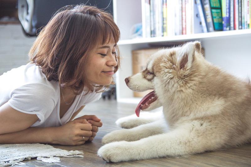 当你对宠物过敏时该怎么办？是否