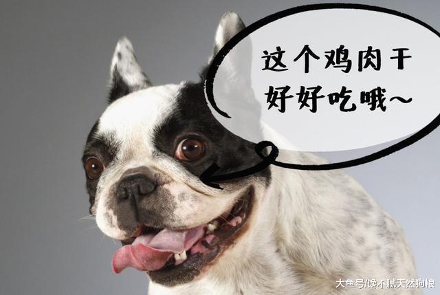 狗狗毛發總是暗淡無光？可從這5方面入手！