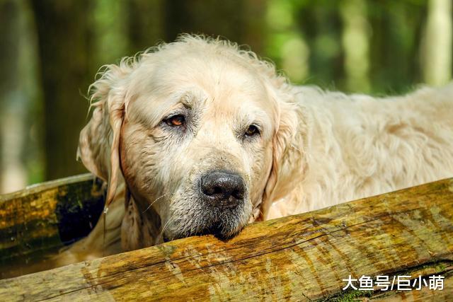 狗狗不能陪你一辈子，你却可以让它安度晚年，狗狗衰老的5个症状