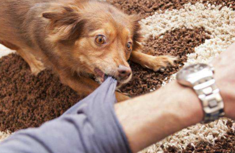 只因害怕被父母打罵，9歲男孩被狗咬傷以后并沒有告知家長，導致其死亡