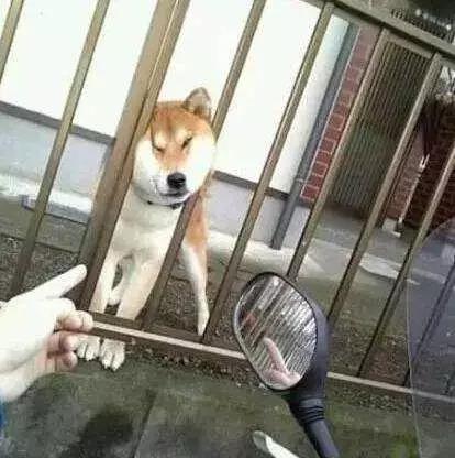 3只柴犬撑起的网红景点, 我能玩一辈子