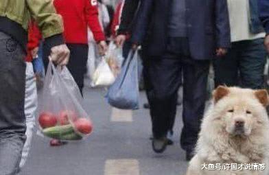 男子买菜突发奇想装失踪考验狗狗，最后结局让主人感动