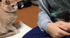 看着主人和新来的两只小猫相亲相爱 , 土著猫咪心里很不是滋味