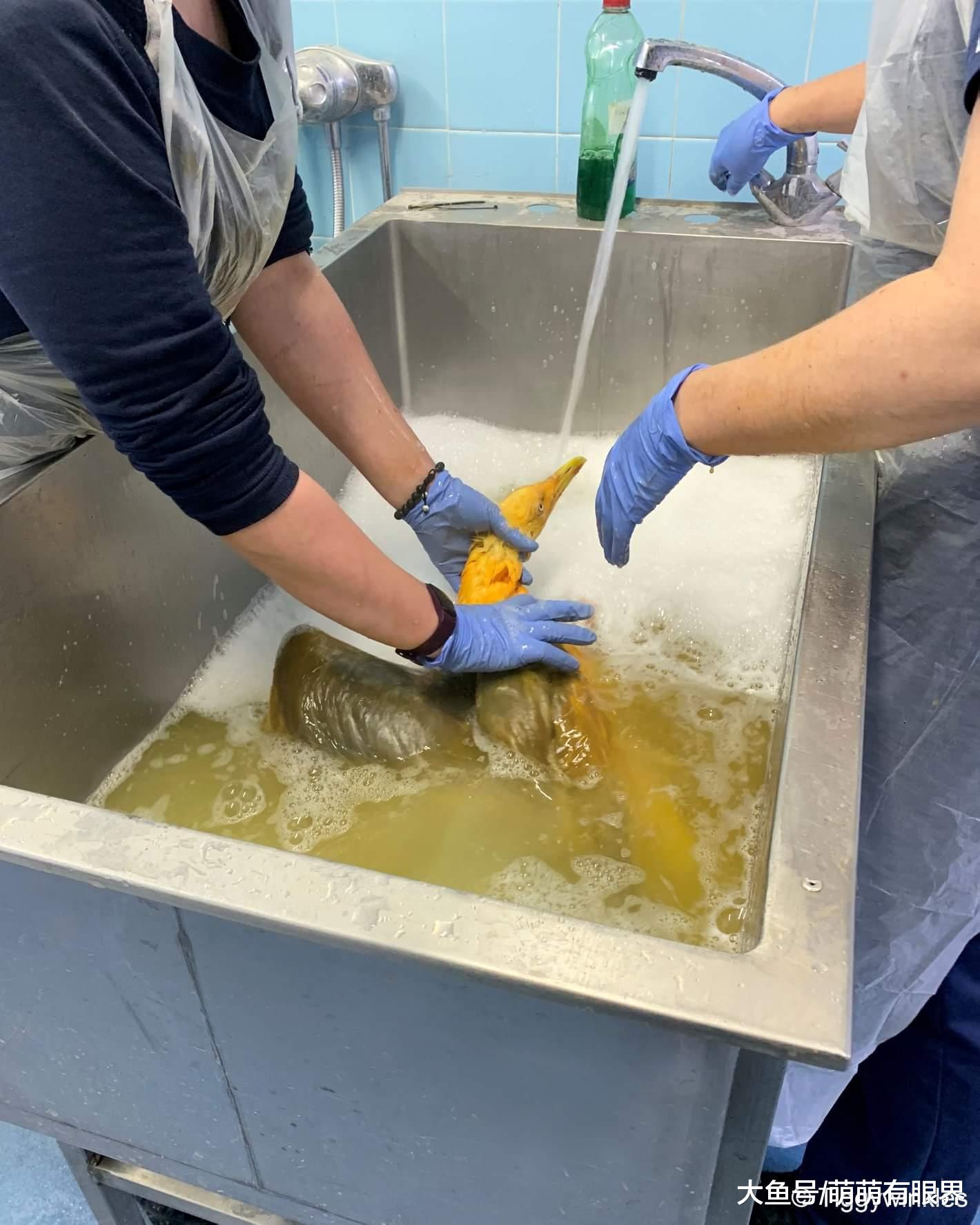 原以为是什么珍稀奇异的猛禽，结果只是一只“咖喱鸡”？