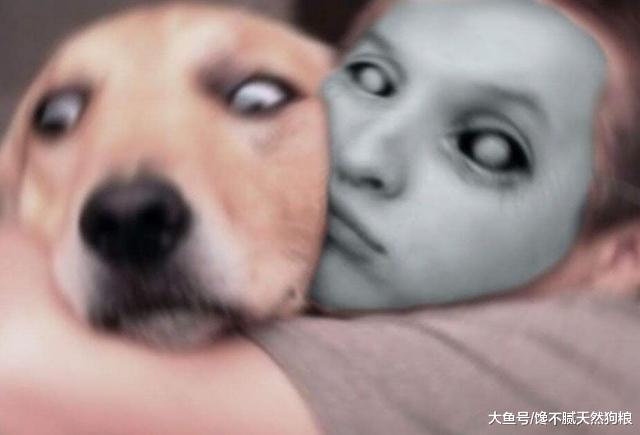 养狗需谨记，当心你的这五种行为，会让狗狗讨厌你！