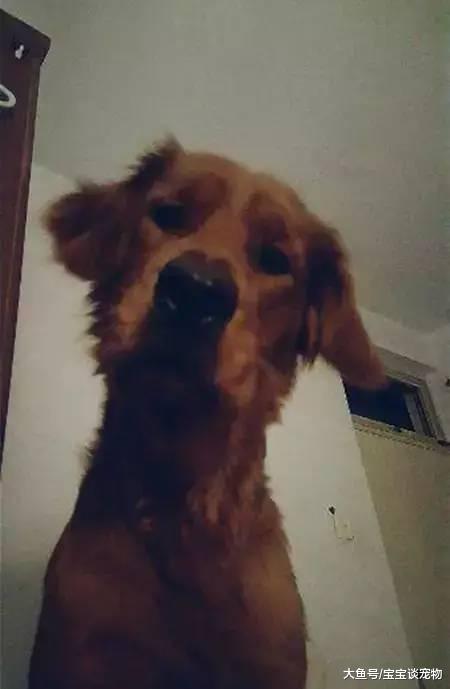 为什么狗狗喜欢在你睡觉的时候盯着你看？这个答案有点小揪心...