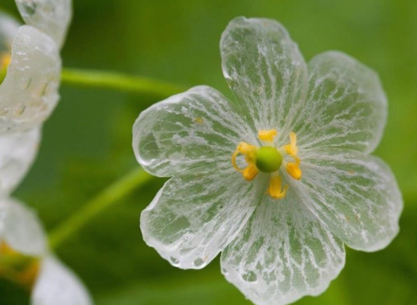 世界上罕见的“隐身花”，遇到下雨天就消失，看完涨知识了