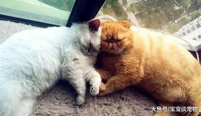 陈赫的方猫都一败涂地，这只“圆规”画出的猫承包了网友整日笑点