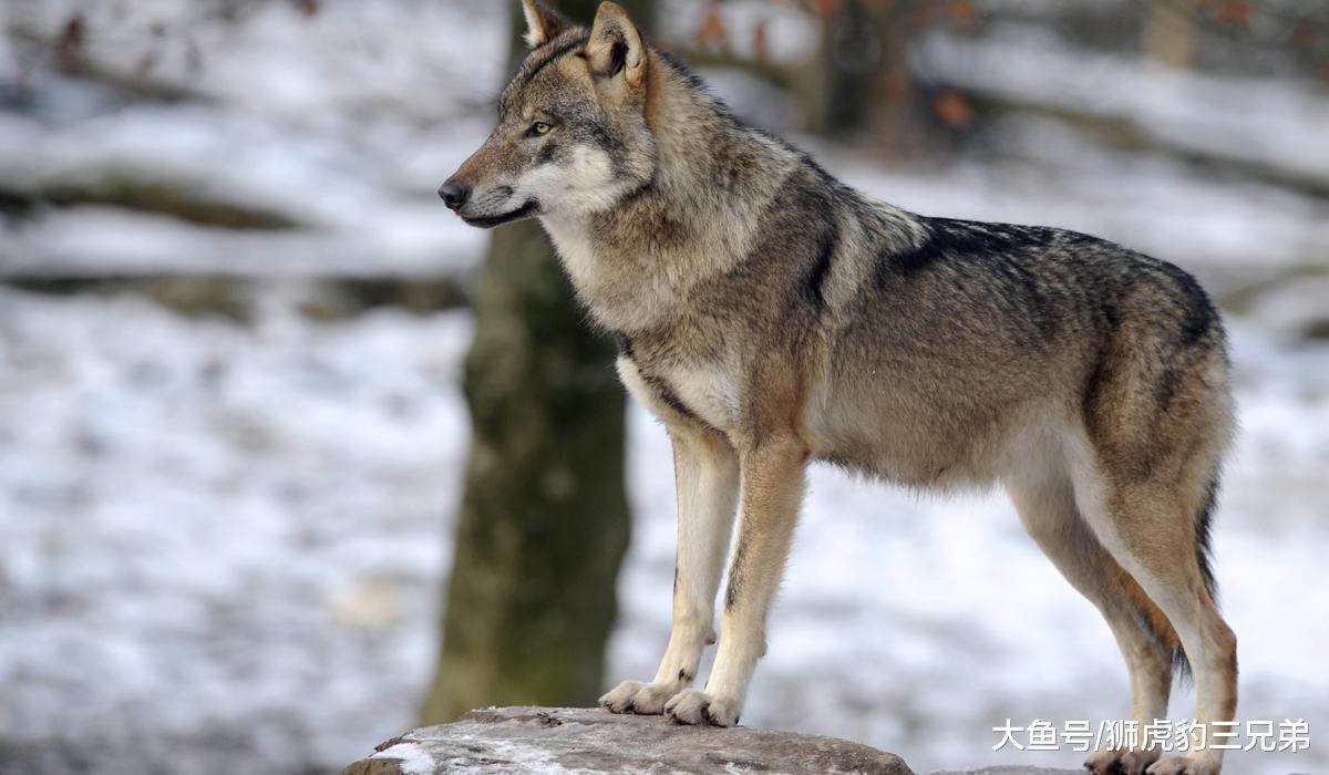 世界上最大的犬科动物，能打赢最小的棕熊吗？