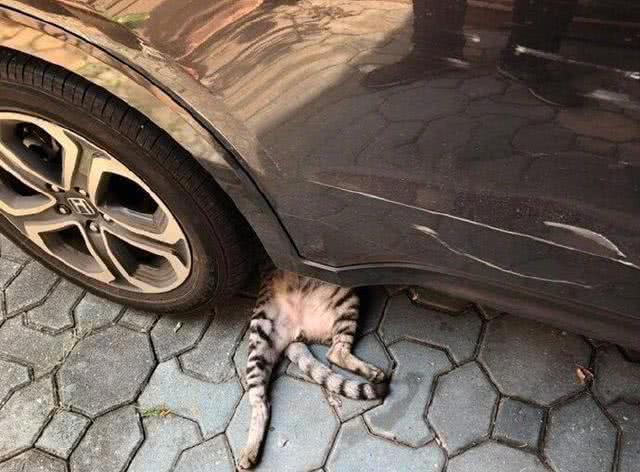 猫咪被卷进车胎，吓得车主急忙下车查看，眼前一幕让他笑出鼻涕泡