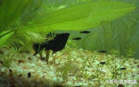 下列这些疾病某些观赏鱼轻易不会患上，我们可以放心来饲养