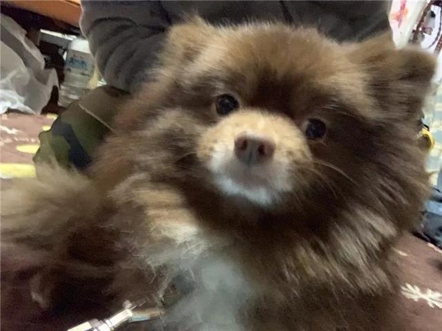 铲屎官饲养异色博美, 如今却被路人误认, 爱宠被当成了狸猫!