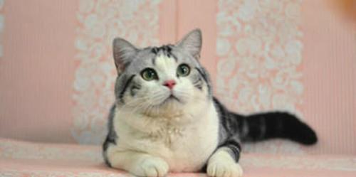 养猫知识：起司猫伤口化脓发臭怎么处理