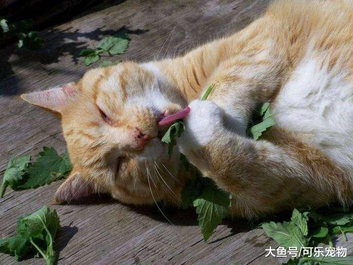 饲养员给老虎豹子吸猫薄荷，场面十分搞笑，真是撒娇打滚的大猫咪