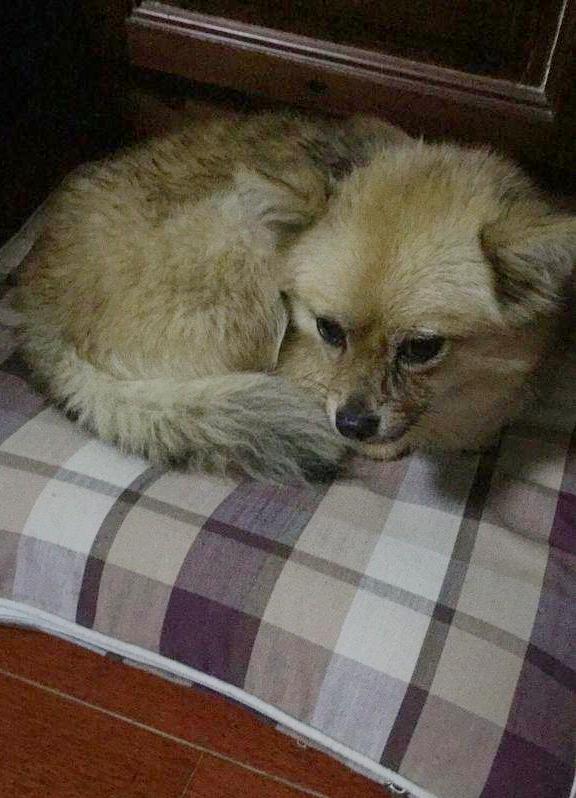 小情侣救助了一条流浪狗，当晚又送了回去，事后表示它开心就好！