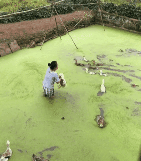 带狗狗回乡下，第2天听到母亲在骂狗，金毛：就不能吃顿野味？