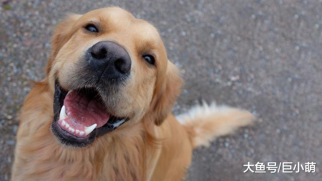 狗狗除了刷牙，还得洗牙！狗狗还得足够年龄才能洗牙