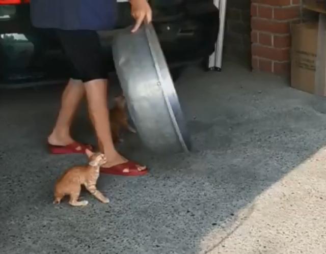 小猫听到铁盆声音，立马乖乖跳进去，网友：奶奶的最强猫咪召唤术