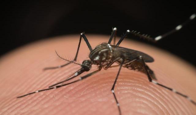 猫咪最怕的5种小动物，都是不起眼的物种，猫咪却会敬而远之