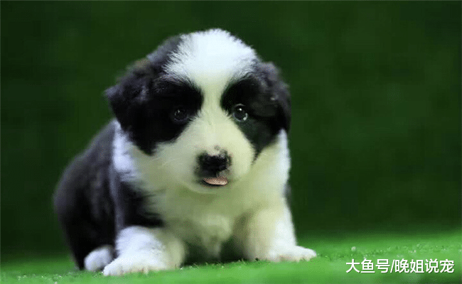 为什么边牧能坐稳狗狗智商榜第一的位置? 原因有5个