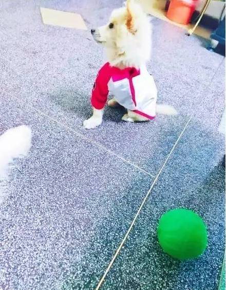 在给狗子取名这件事上，每个主人都是天才...