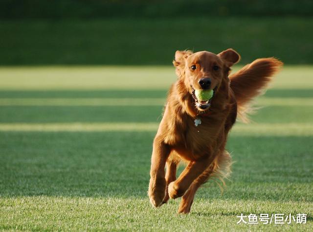 狗狗不听话时，是打骂有效果，还是正向引导效果更好？