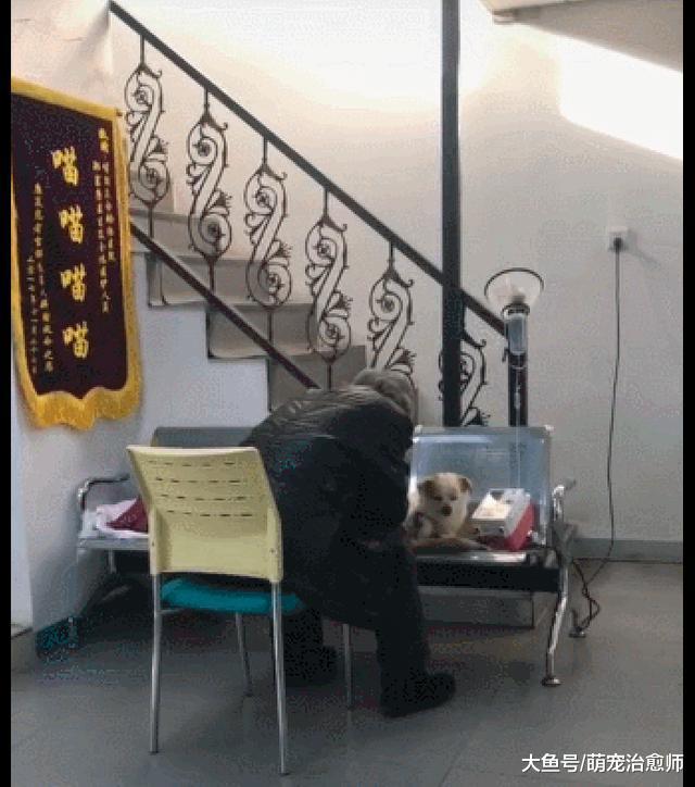 狗狗生病了在打點滴，老爺爺就一直陪伴在它身邊：別怕有我在！
