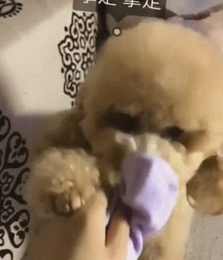 小狗被臭袜子熏，直接闭眼晕倒，有毒！