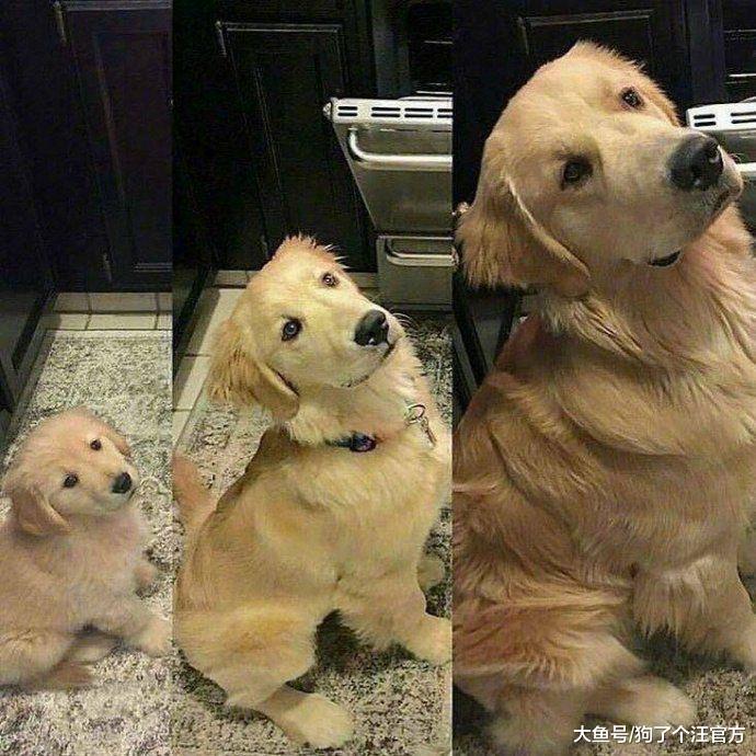 史上最可爱踢瓶盖挑战选手出现了