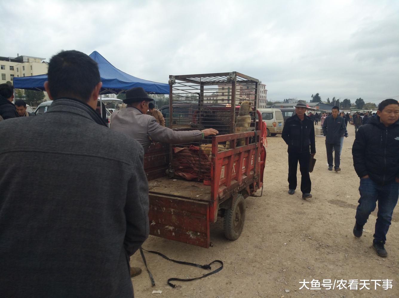 肉狗商贩生意太好, 肉狗太多运不走, 原地800元一笼出售!